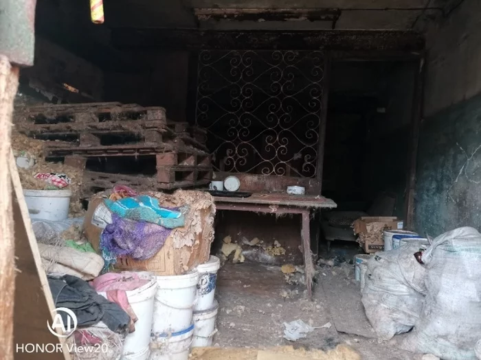 Volunteers rescued 15 cats and dogs locked in the garage of an animal collector - cat, Dog, Garage, Krasnoyarsk, Video, Longpost, Volunteering, Animal Rescue