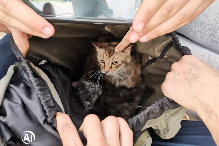 Volunteers rescued 15 cats and dogs locked in the garage of an animal collector - cat, Dog, Garage, Krasnoyarsk, Video, Longpost, Volunteering, Animal Rescue