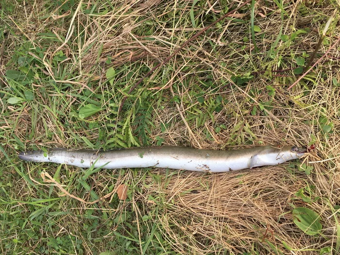 First eel of the season - My, Fishing, Acne, Germany, The photo