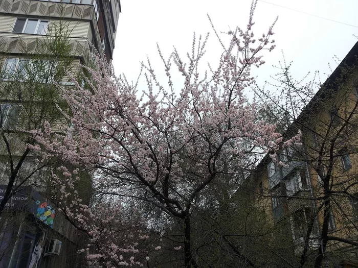 Apricot and cherry blossom - My, Spring, Apricot, Cherry, Bloom, Almaty