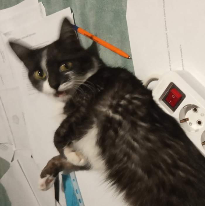 Кошка спрашивала кошку. Кот с бумагами. Кот с бумажками на лапах падает. Кошка выпрашивает спина