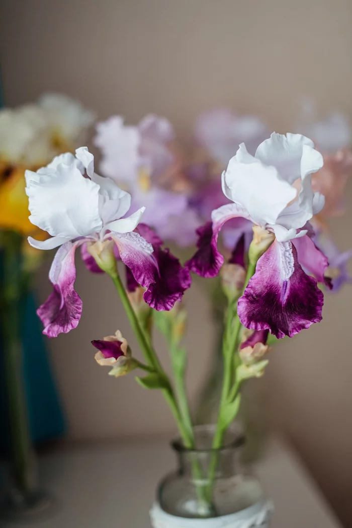 Cold porcelain irises - My, With your own hands, Polymer clay, Needlework without process, Longpost