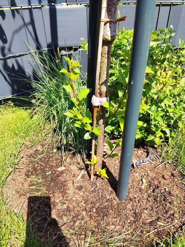 What to do with cherries? - Cherries, Garden, Longpost