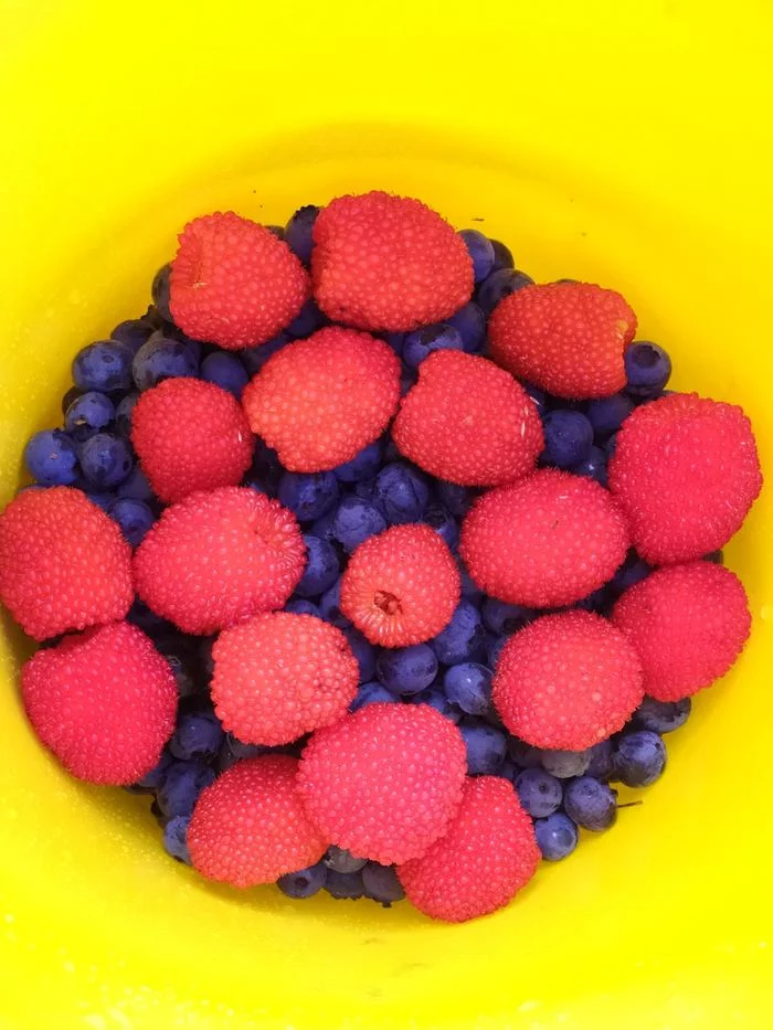 First harvest - My, Harvest, Blueberry, Raspberries, Summer, Republic of Belarus, Vitebsk region