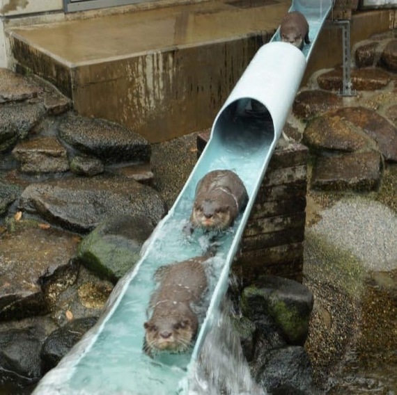 Otters beat the heat by riding water slides - Otter, Heat, Water, Longpost