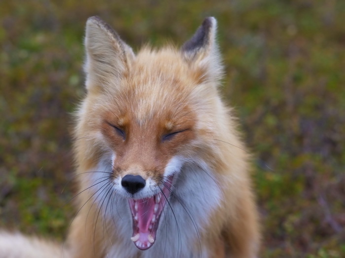 The Story of the Wind and Penelope - Fox, Reserves and sanctuaries, Movies, Nature, Interesting, Longpost, Family, Kamchatka, Fox cubs