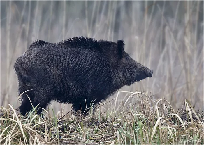 An experimental boar escaped to the Leningrad region from scientists from Finland - Finland, Boar, Scientists, Test, Experiment, Leningrad region, Vyborgsky District, Interfax