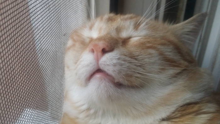 � ���� ������ ���� �������