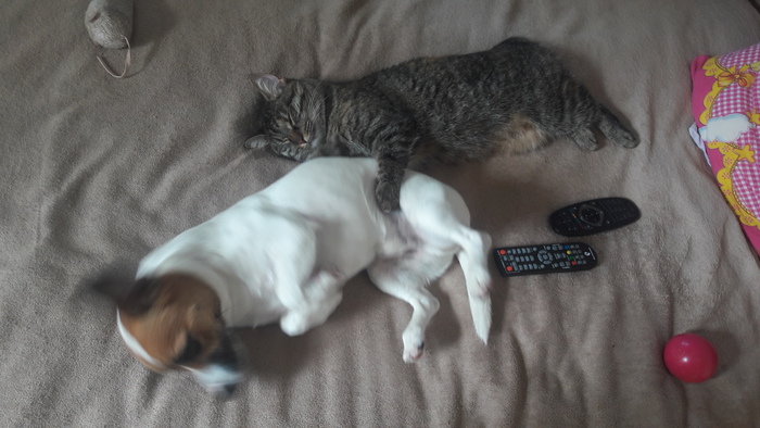 В день кошек