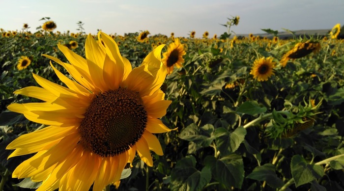 ������ ���������� ����������� �� ������ ?