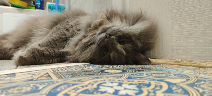 Пятничный кот Митч