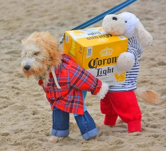 The best costume for walking a dog these days! - Costume, Clothes for animals, Dog, Walking, Beer, Corona Extra Beer, Box