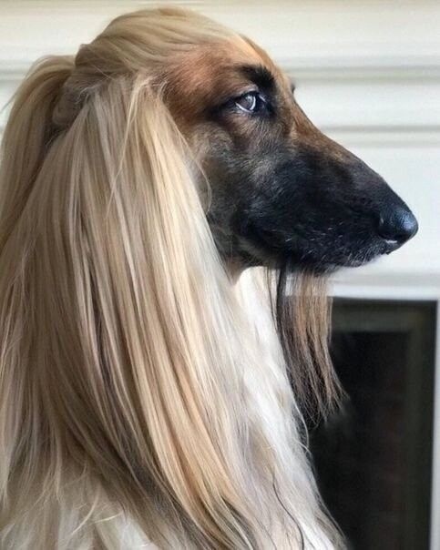 Incredibly stylish dog - Dog, Hair, Lord of the Rings, Longpost