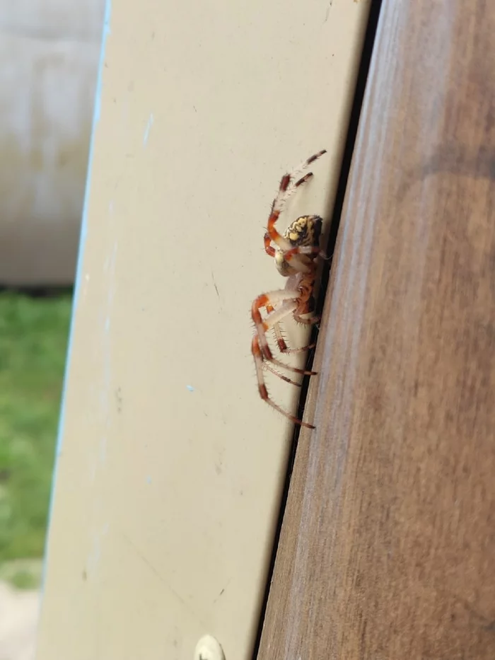 What kind of spider??? - My, Spider, Help, Dangerous, Longpost