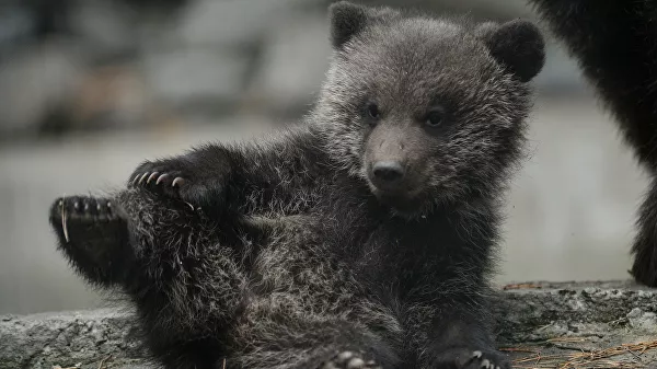 It's a pity that the bear's mother didn't come... - The Bears, Young, Kurile Islands, Iturup, Migrants, Animal abuse, Negative, Video, Teddy bears