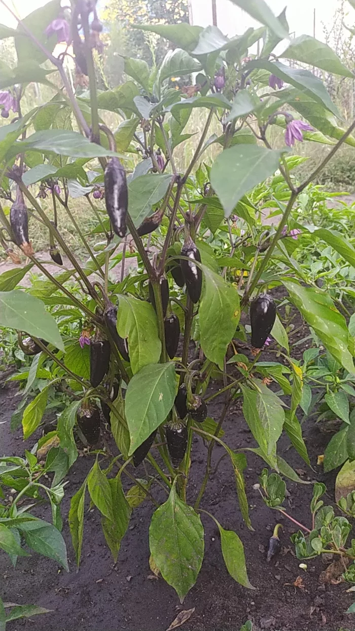 The harvest is ripening - My, Habanero, Hot peppers, Chilli, Hot pepper, Jalapeno, Growing, Longpost