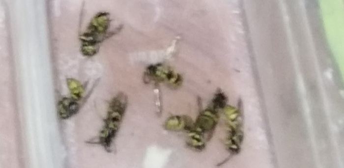 ������, ����������