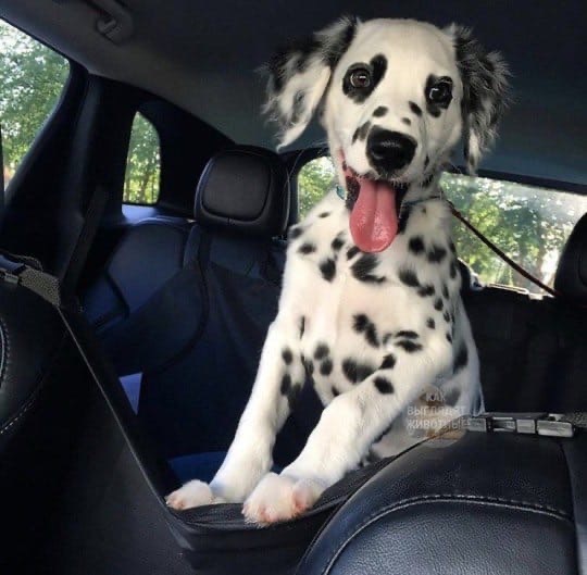 This is Charlie and he has heart eyes - Dog, Color, Longpost