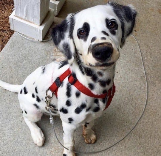 This is Charlie and he has heart eyes - Dog, Color, Longpost