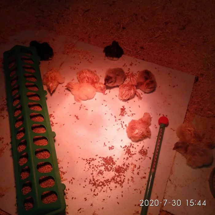 My first incubation - Incubation, Broilers, Layers, Hen, Incubator, Longpost