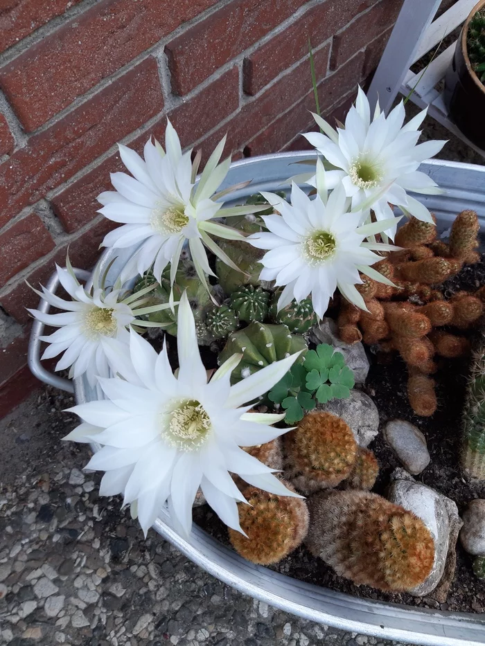 cacti - My, Blooming cacti, Exotic plants, Houseplants, Longpost, Cactus