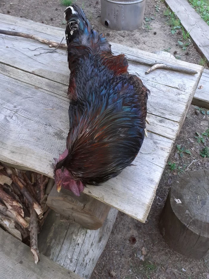 Barnevelders have hatched - My, Hen, Rooster, Chickens, , Ludicrous death, Longpost, Breed