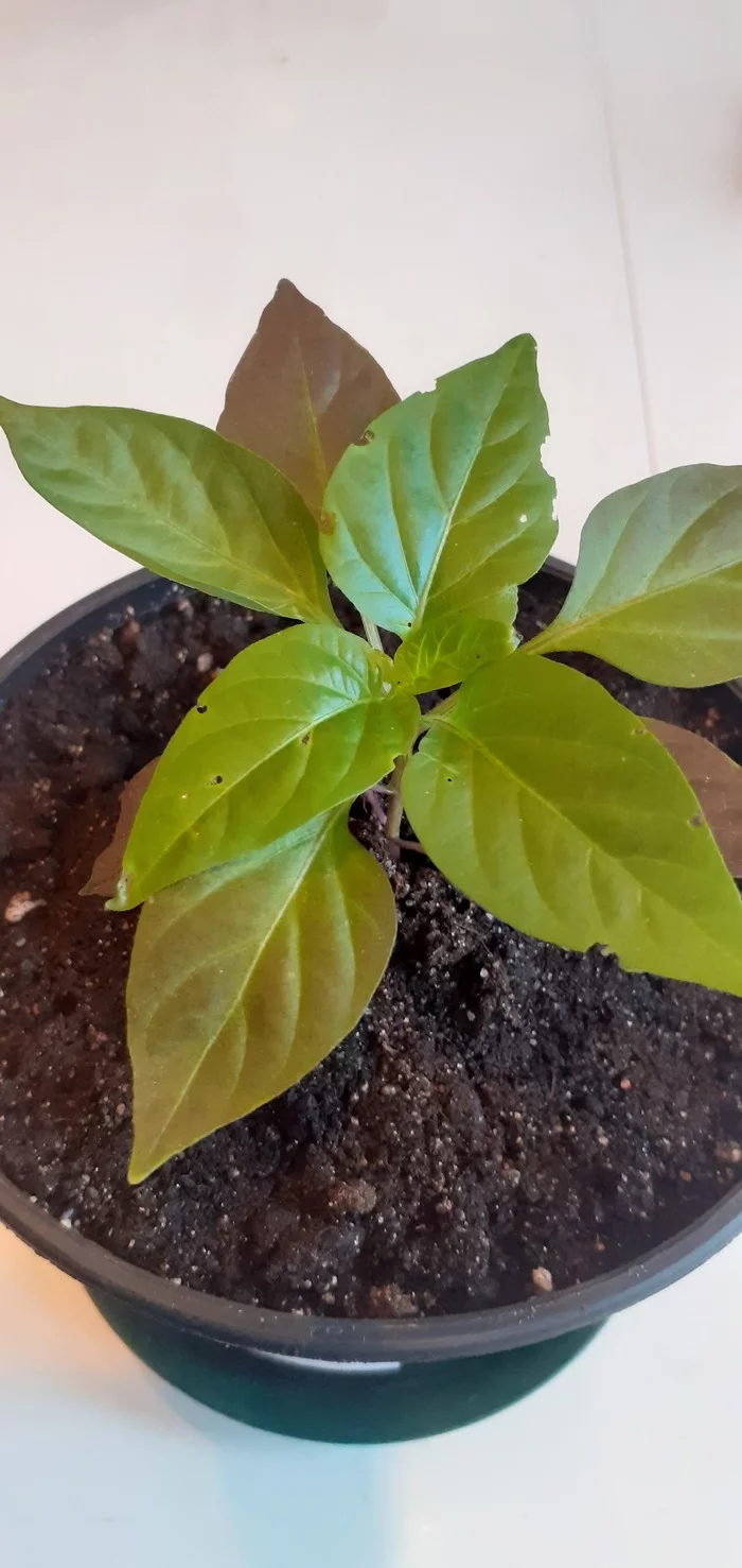 SOS!!!HELP!!! Help identify the pest - My, Pests, Disease, Pepper, Longpost