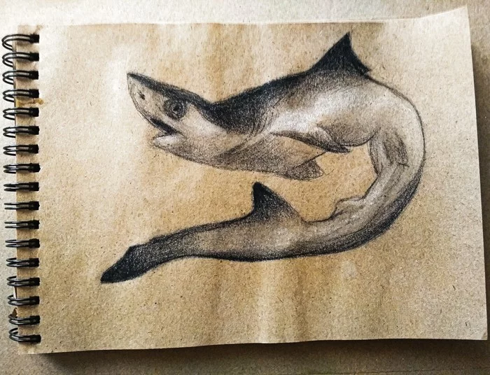 baby shark - My, Drawing, Charcoal drawing, Sketch, Sketchbook, Shark, A fish, Art, Creation