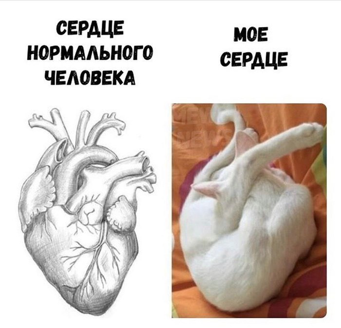 суп с котом комбинация. 159713864412414135. суп с котом комбинация фото. суп с котом комбинация-159713864412414135. картинка суп с котом комбинация. картинка 159713864412414135. Слушайте Russian Girls — Комбинация на Яндекс.Музыке