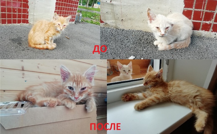 Рыжий кот тихвин номер
