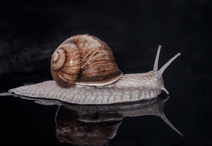 SNAIL - My, Grape snail, The photo, Macro photography