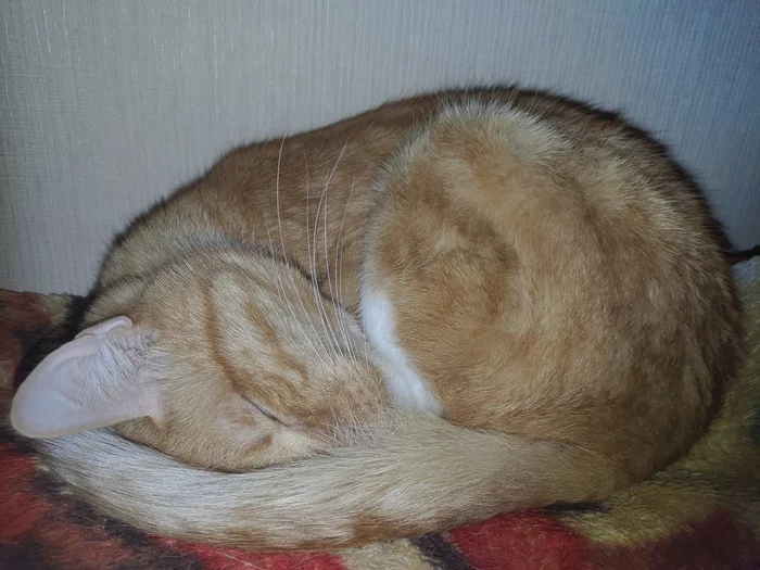 Just my little cat sleeping - My, cat, Dream, Milota, Redheads