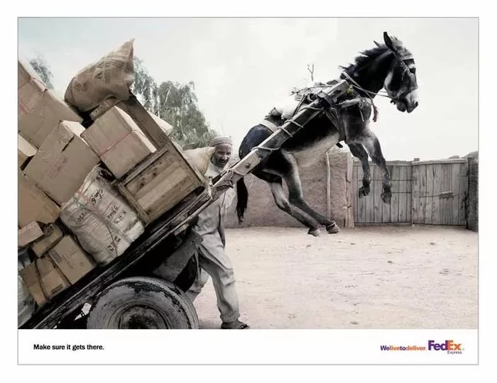 Life - Horses, Beach, Horse racing, Donkey, Cargo, A life, Video, Expectation and reality