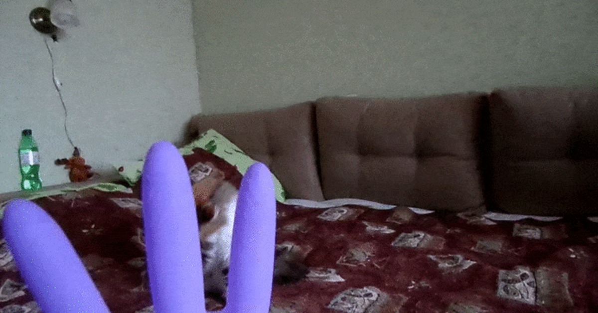 An active cat has unique toys - My, cat, Gloves, GIF, Tygydyk