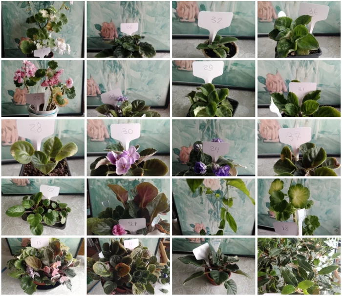 Flowers need new owners, and I need answers to questions. St. Petersburg - My, Flowers, In good hands, Houseplants, Saint Petersburg, Longpost, No rating, Is free, Plants