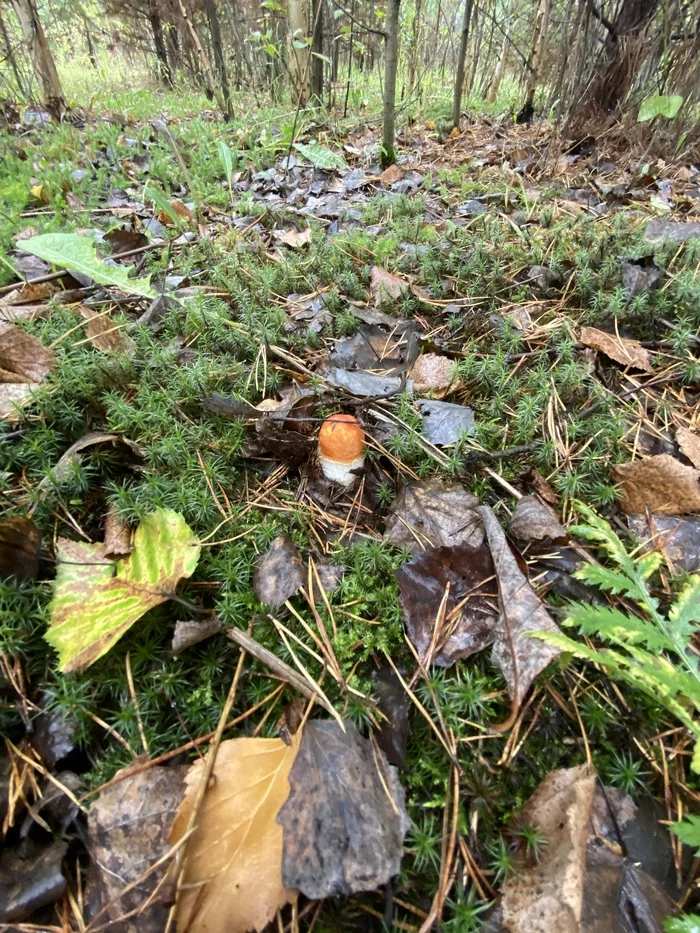 Mushroom - My, Mushrooms, Nizhny Tagil