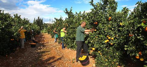 How much do orange pickers earn in Spain? - Spain, Work abroad, Schengen, Europe, European Union, Longpost