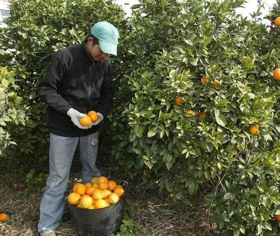 How much do orange pickers earn in Spain? - Spain, Work abroad, Schengen, Europe, European Union, Longpost