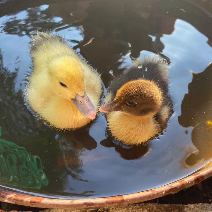 How we decided to have ducks, geese and chickens - 