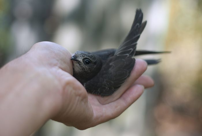 And again the swift - My, Birds, Black Swift, Apus apus, Chick, Feeding, The photo, Longpost