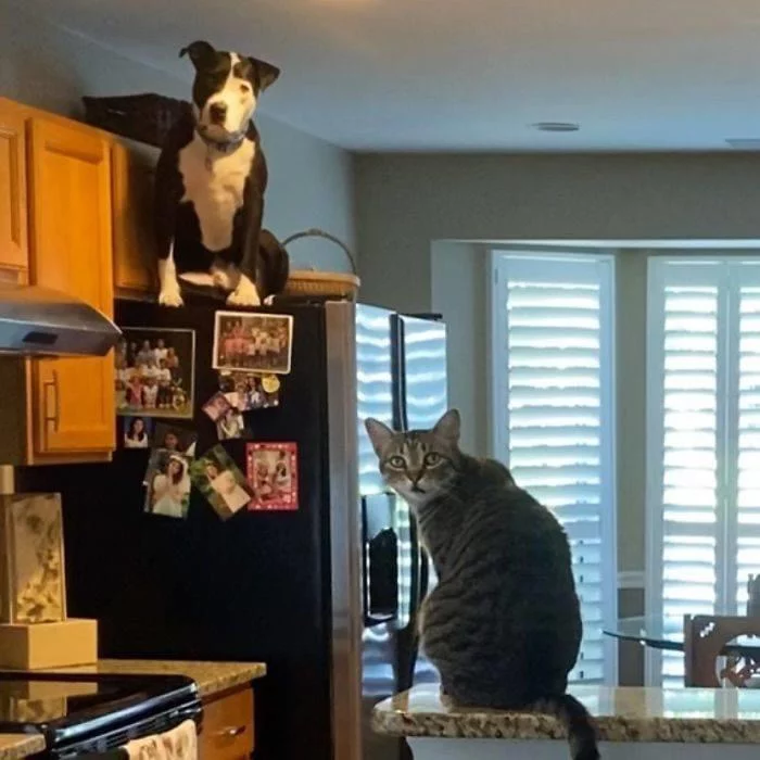 “So, master, I didn’t understand something, why did you bring another cat into the house?” - The photo, Animals, Dog, Pitbull, cat, House, Sight, Cats and dogs together