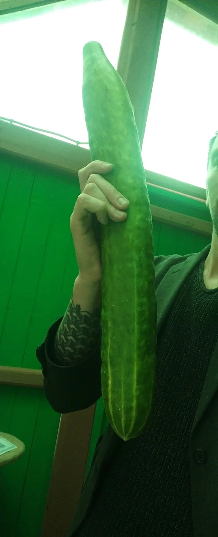 Pikabushnik cucumber - My, Cucumbers, Size matters, Longpost
