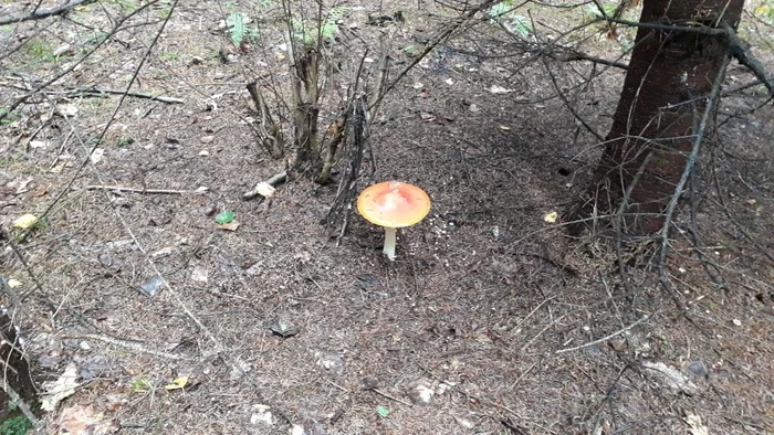 Went into the forest for 40 minutes - My, Mushrooms, mushroom places, Nature, Forest, Moscow region, Longpost