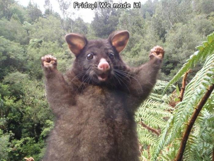 Friday! We did it! - Opossum, Friday, We did it., Picture with text