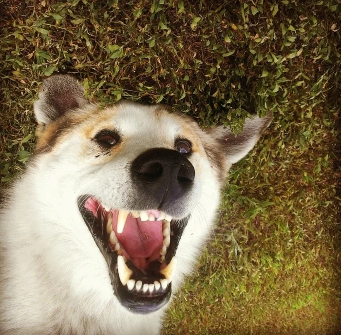 Smiling dog and cat - Dog, cat, Joy, Close-up, The photo