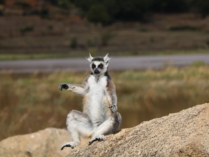 Sifaki. - wildlife, Primates, Madagascar, Longpost, Sifaki