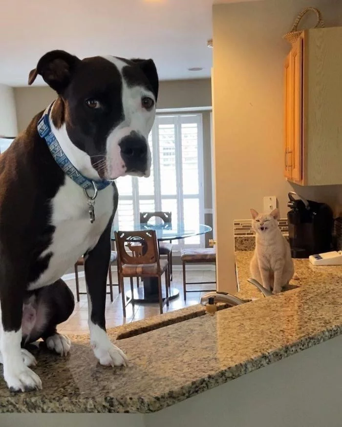 Pitbull who thinks he's a cat - cat, Dog, Pitbull, Longpost, Cats and dogs together, Pets