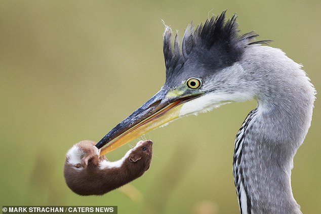 Escape of a weasel from a heron - Weasel, The photo, Longpost, Heron, Beak, Close-up, Birds, Animals