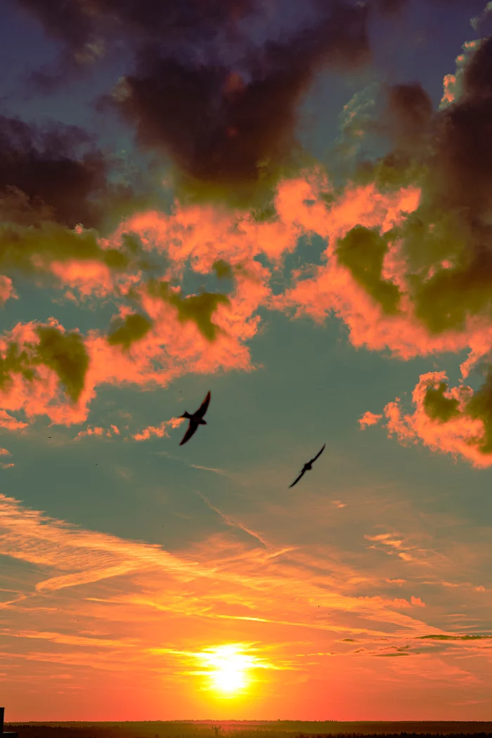 Swifts - My, Birds, Sunset