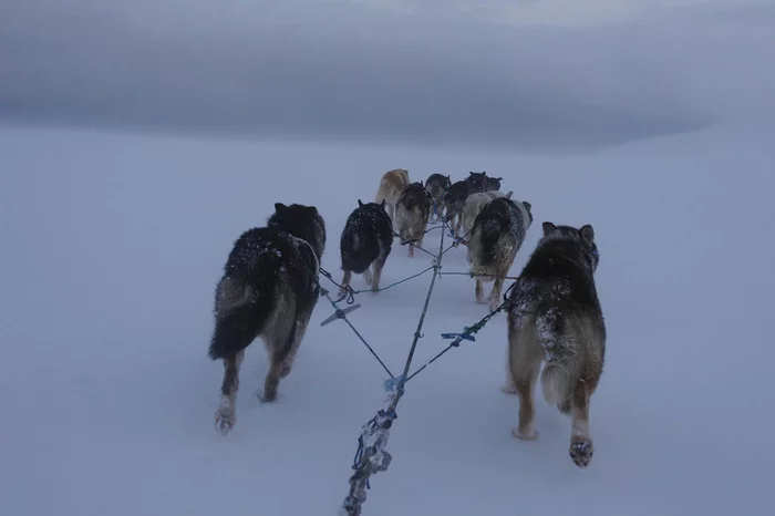 Priceless dogs of the Far North - Dog, Sled dogs, Chukotka, Team, Far North, Longpost